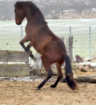 Andalusier Wallach Nachwuchspferd, Arlt, Horses For Sale, Ballenstedt 