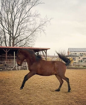 Andalusier Wallach Nachwuchspferd
