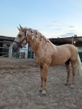 Andaluzyjski, Joanna, Horses For Sale, El Ejido