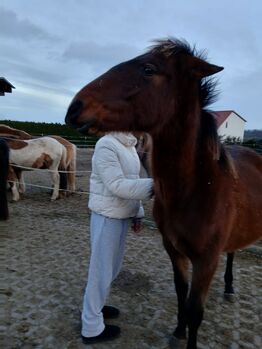 Andalusier PRE Cruzado Spanier Absetzer Fohlen