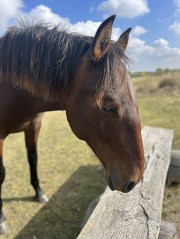 Andalusier PRE Wallach sucht Traumzuhause