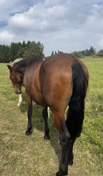 Andalusier PRE Wallach sucht Traumzuhause