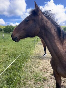 Andalusier PRE Spanier Nachwuchspferd, Arlt, Horses For Sale, Ballenstedt 