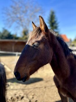 Verschmuster Andalusier sucht seinen Menschen, Arlt, Horses For Sale, Ballenstedt 