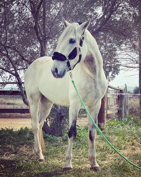 Andalusier Cherokee lieber Wallach angeritten, Post-Your-Horse.com (Caballoria S.L.), Horses For Sale, Rafelguaraf
