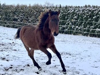 Andalusier PRE Cruzado Spanier Absetzer Fohlen, Arlt, Horses For Sale, Ballenstedt 