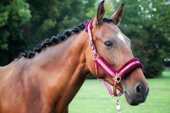 Andalusier, Stute, 8 Jahre, Braun #warmbloodpremix #influencerhorse, WOW Pferd  (WOW Pferd), Pferd kaufen, Bayern - Attenkirchen