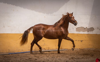 Andalusier Stute Fuchs / Freizeit, Post-Your-Horse.com (Caballoria S.L.), Pferd kaufen, Rafelguaraf