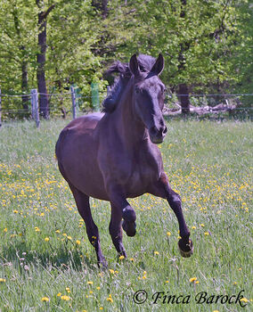 Andalusier, Stute, Rappe, 4 Jahre, 152 cm, angeritten