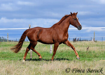 Andalusier, Wallach, 7 Jahre, 159 cm, Fuchs, Freizeit geritten