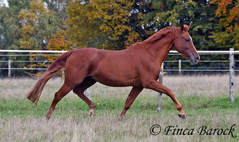 Andalusier, Wallach, 7 Jahre, 159 cm, Fuchs, Freizeit geritten, Alex (Finca Barock), Pferd kaufen, wiebelsheim