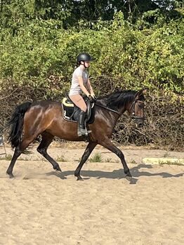 Andalusier Stute Verlasspferd, Koko, Horses For Sale, Mönchengladbach