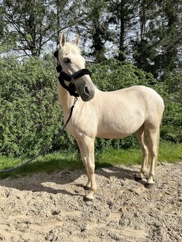 Andalusier Stute Verlasspferd tragend, Koko, Horses For Sale, Mönchengladbach