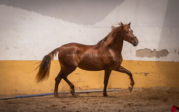 Andalusier Stute Fuchs / Freizeit