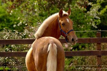 Andalusier Palomino Hengst - 1 jährig - wächst in der Herde auf