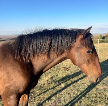 Andalusier PRE Wallach sucht Traumzuhause, Arlt, Horses For Sale, Ballenstedt 