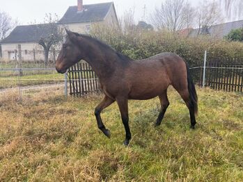 Andalusier Wallach Nachwuchspferd