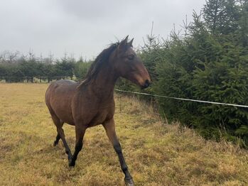 Andalusier Wallach Nachwuchspferd, Arlt, Horses For Sale, Ballenstedt 
