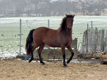 Andalusier Wallach Nachwuchspferd