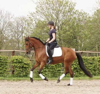 Andalusier Stute Familienpferd mit Potential, Koko, Horses For Sale, Mönchengladbach