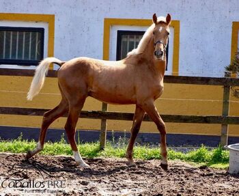 Andalusier Palomino Hengst - 1 jährig - wächst in der Herde auf, Thomas Adams (Caballos PRE), Konie na sprzedaż, Bell