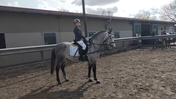 Anfänger Pony, B.M., Pferd kaufen, Großheide