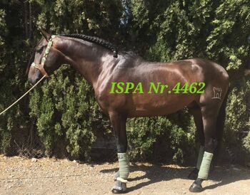 Angerittener PRE Junghengst, ISPA - Iberische Sportpferde Agentur (ISPA - Iberische Sportpferde Agentur), Pferd kaufen, Bedburg