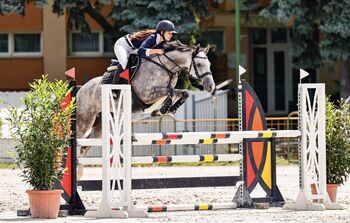 Anspruchvoller 6 jähriger Wallach zu verkaufen., Heilig Szilvia, Pferd kaufen, Győrújbarát