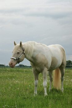 APHA Paint Horse Deckhengst, Perlino tobiano, 3-fach homozygot