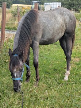 ApHC Appaloosa Stutjährling