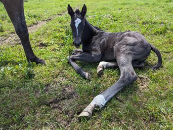 ApHC Filly, A. Gößler, Pferd kaufen, Morbach