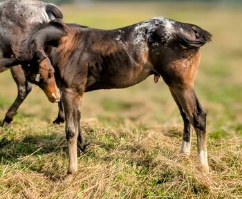 ApHC Hengst Absetzer, A. Gößler, Horses For Sale, Morbach