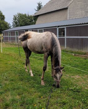 ApHC Hengst Jährling, A. Gößler, Pferd kaufen, Morbach