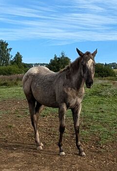 ApHC Jährling, A. Gößler, Horses For Sale, Morbach