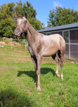 ApHC Hengst Jährling, A. Gößler, Horses For Sale, Morbach