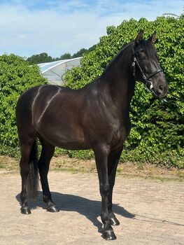 Apolo XVII La Yedra - PRE Pura Raza Espanola, Wallach, 9 Jahre, Rappe