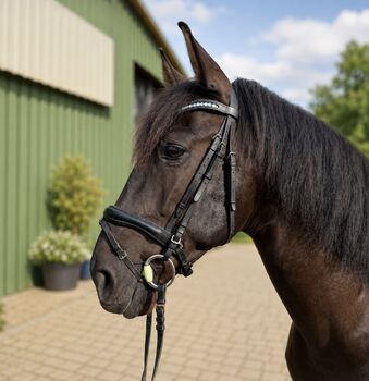 Apolo XVII La Yedra - PRE Pura Raza Espanola, Wallach, 9 Jahre, Rappe