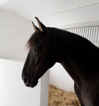 Apolo XVII La Yedra - PRE Pura Raza Espanola, Wallach, 9 Jahre, Rappe, WOW Pferd  (WOW Pferd), Horses For Sale, Bayern - Attenkirchen
