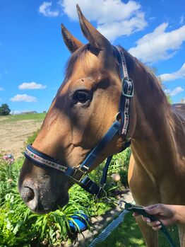 Appaloosa 7-jährig mit Ausnahme-Traumcharacter