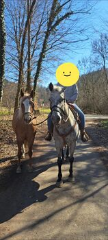 Appaloosa Zuchtstute