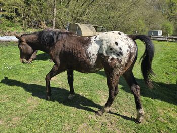 Appaloosa Hengstfohlen