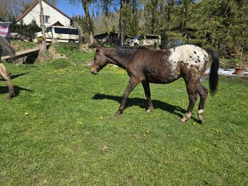 Appaloosa Hengstfohlen, Sandra Liesenberg , Horses For Sale, Stiege
