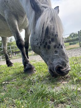 Appaloosa-Kaltblut-Stute, 13 Jahre, 159cm
