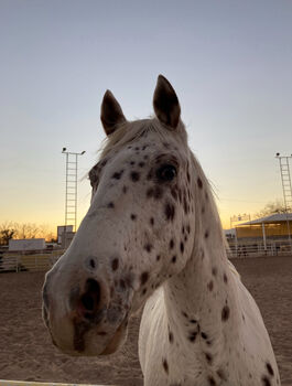 Appaloosa Wallach, Beate Martens, Horses For Sale, Wardenburg