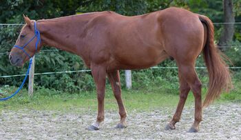 Appaloosa-Wallach mit Charakter und solider Westernbasis sucht 5-Sterne-Zuhause