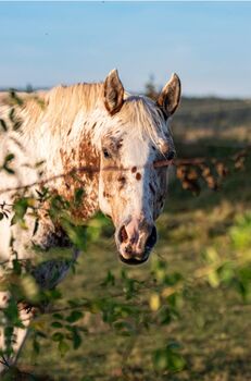 Appaloosa Hengst Aphc