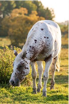 Appaloosa Hengst Aphc, Kveta Cervena , Pferd kaufen, Racov 16