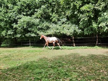 Appaloosa Hengst Nachwuchs Sport und Zucht, Sandra Platz-Schomisch, Pferd kaufen, Odenbach