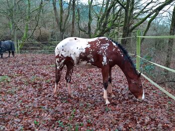 Appaloosa Hengst Nachwuchs Sport und Zucht