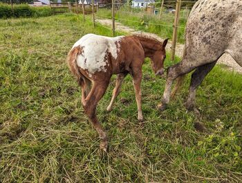 Appaloosa Hengstfohlen ApHC